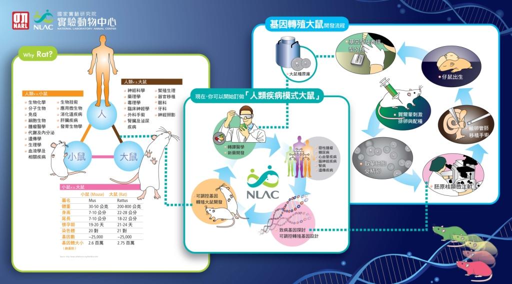 基因轉殖大鼠開發流程(圖片提供：國研院動物中心)