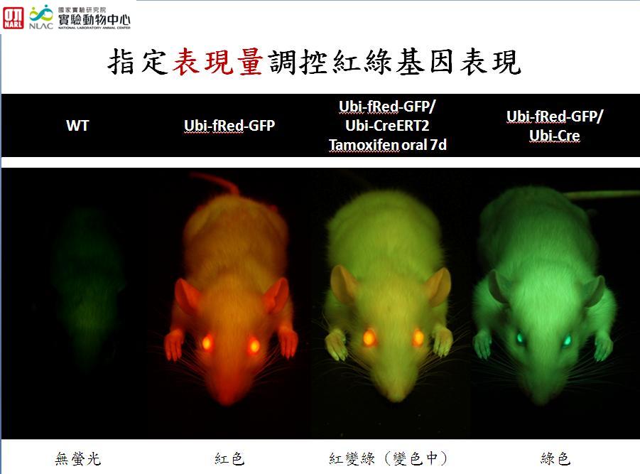 指定表現量調控紅綠基因表現(圖片提供：國研院動物中心)