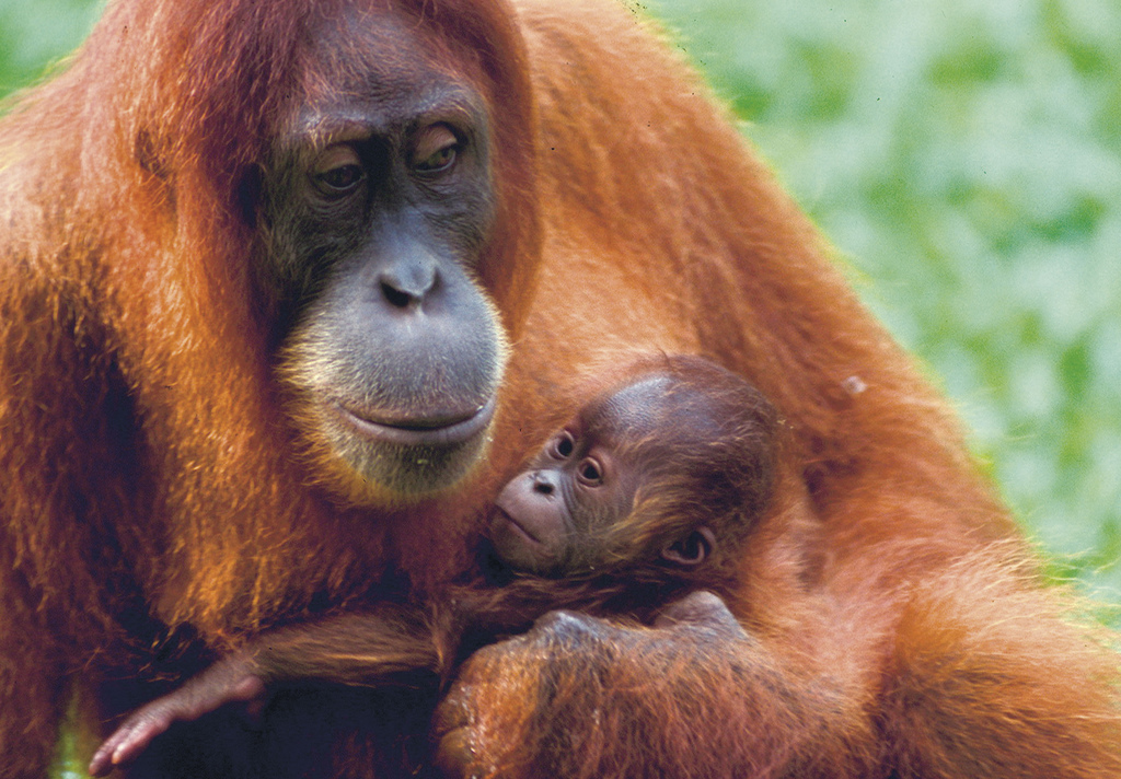 居住於印尼熱帶雨林中的紅毛猩猩。圖片提供：Sumatran Orangutan Society-Orangutan Information Centre(簡稱SOS-OIC)http://www.orangutans-sos.org/）