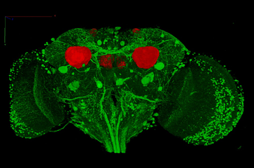 A image from 3D Fruit-Fly Brain and Nerve Network Interactive Database