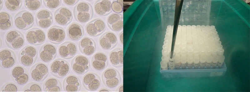 【左圖】小鼠二細胞期胚、【右圖】胚冷凍保存技術