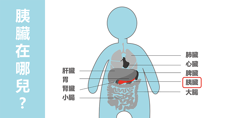 胰臟在人體的位置