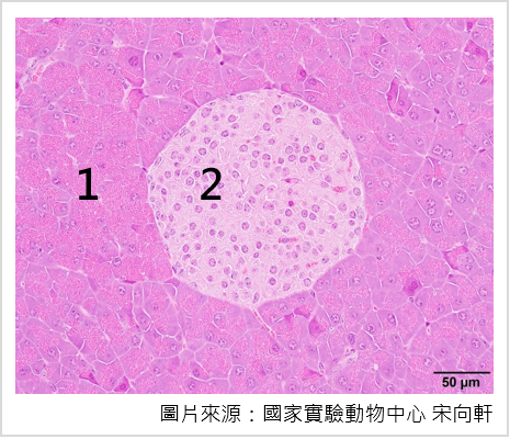 顯微鏡下的小鼠胰臟，可以分成兩種不同的組織型態： 1.外分泌組織：幫助消化 2.內分泌組織：控制血糖