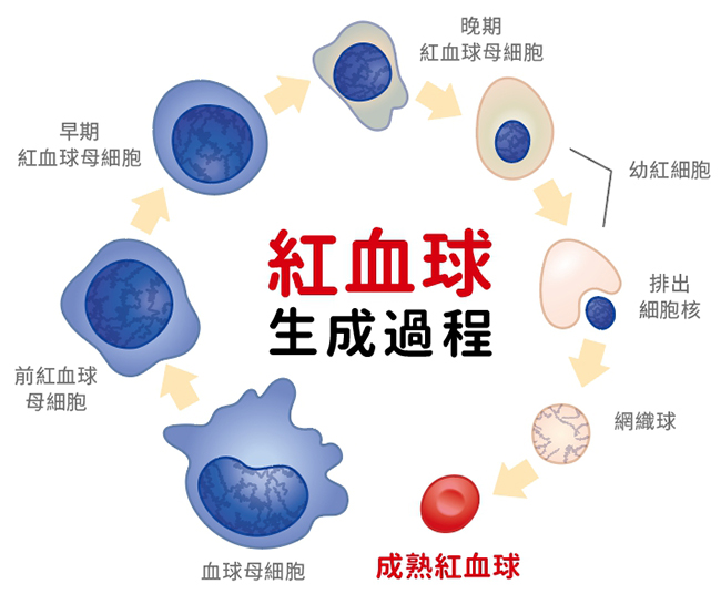 紅血球的生成過程，可以發現在過程中紅血球的體積由大變小