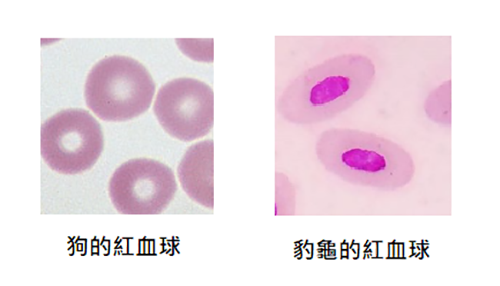 不同種類的動物紅血球；影像來源：國家實驗動物中心 陳勇惟獸醫師