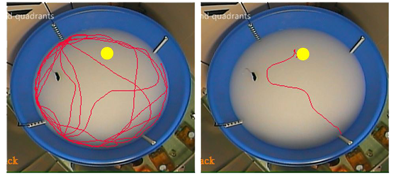 「水迷宮」的實驗說明：小鼠第一天因為不知平台在何處，因此可能繞著泳池邊緣尋找逃脫出口，訓練後則可直接游往平台。（紅色線條是老鼠在泳池裡移動的軌跡，平台位在泳池中央偏上黃色圓圈）
