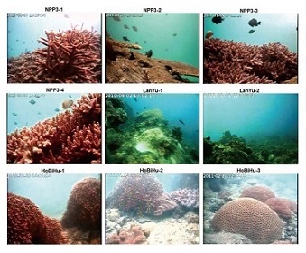 水下攝影機即時觀察海的生態。(圖片來源：國研院國網中心）