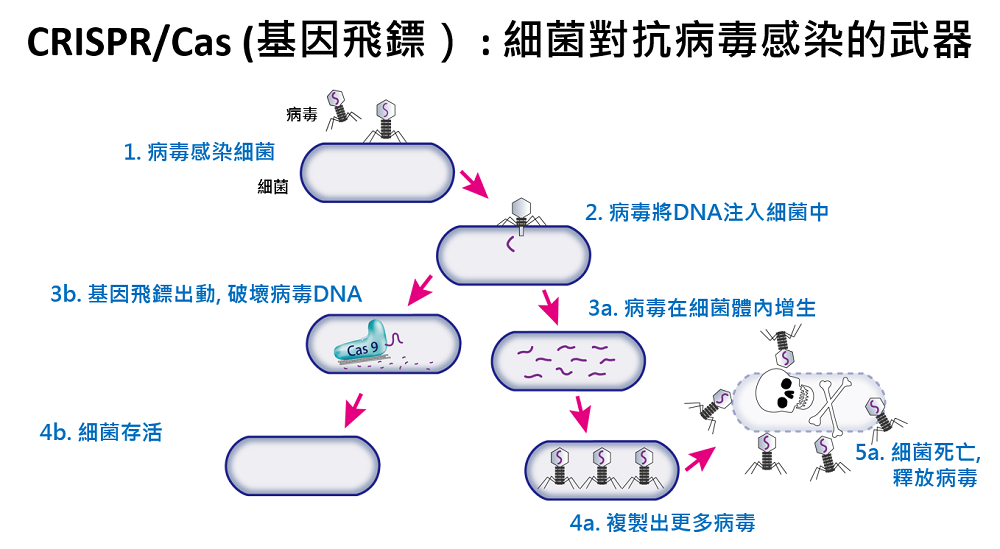 細菌對抗病毒感染的免疫機制：將入侵者基因片段保留在CRISPR區域，記憶並於下次引導Cas蛋白攻擊入侵者。（圖片來源：國家實驗動物中心）