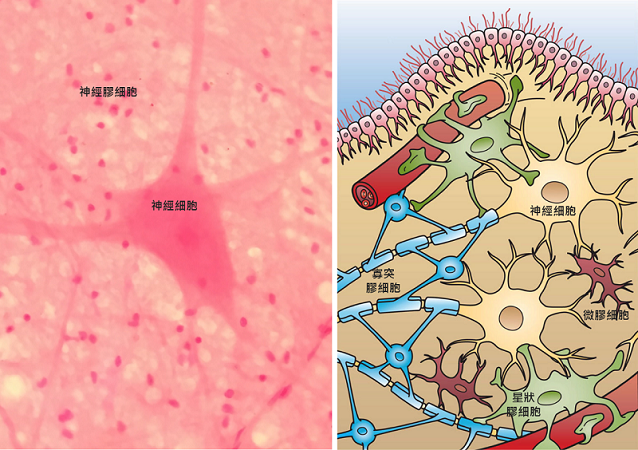 左圖為顯微鏡下的神經組織切片，中央的大細胞為神經細胞，周邊包圍著的是神經膠細胞。（圖片來源：Wikipedia，by Panzer VI-II，後製標示及裁切）右圖示呈現了中樞神經系統中除了負責傳遞訊息的神經細胞（neurons，黃色），還有大量的神經膠細胞提供支撐和協助神經細胞運作，包含星狀膠細胞（astrocytes，綠色）、寡突膠細胞（oligodendrocytes，藍色）和微膠細胞（microglia，暗紅色）。（圖片來源：Wikipedia，Artwork by Holly Fischer，後製標示）