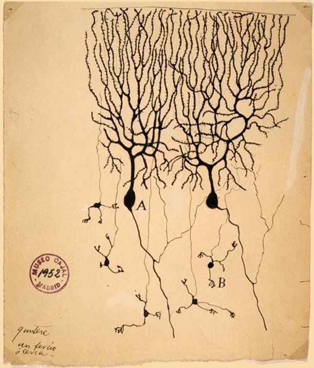 神經病理學家聖地牙哥·拉蒙·卡哈自1894年手繪出第一幅神經細胞圖後，便持續投入神經細胞結構的觀察與繪圖，圖中所繪是鴿子小腦的普金斯細胞 (A) 與顆粒細胞 (B)。（圖片來源：Wikipedia，Artwork by Santiago Ramón y Cajal）