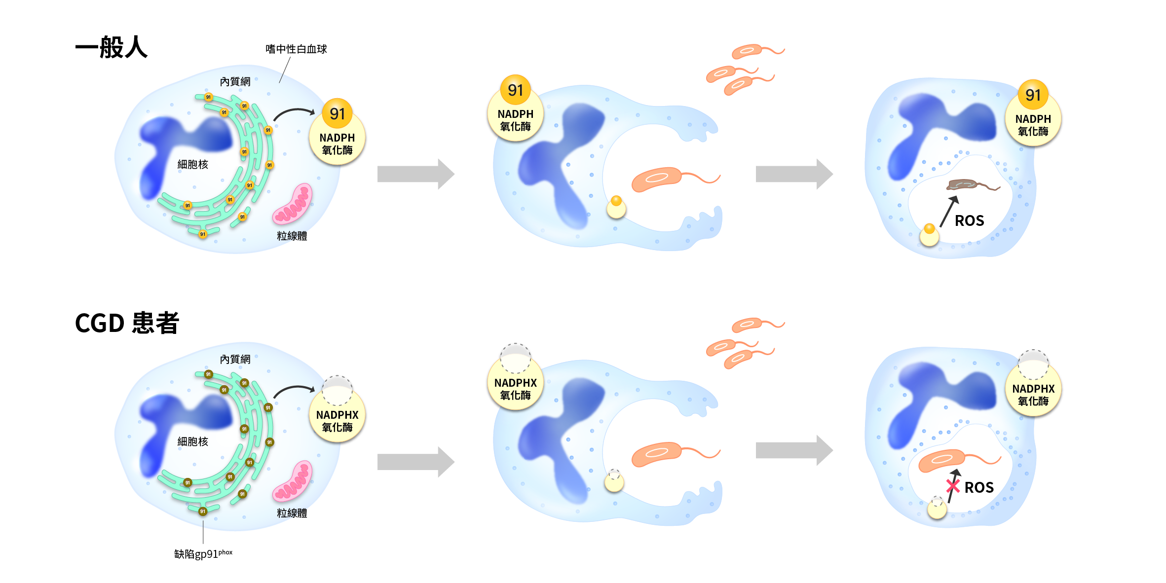慢性肉芽腫患者因為Cybb基因突變，嗜中性白血球內的gp91蛋白，無法由內質網釋放， NADPH氧化酶無法形成，也就沒有活性氧分子可以殺死細菌。（圖片來源：國研院動物中心）