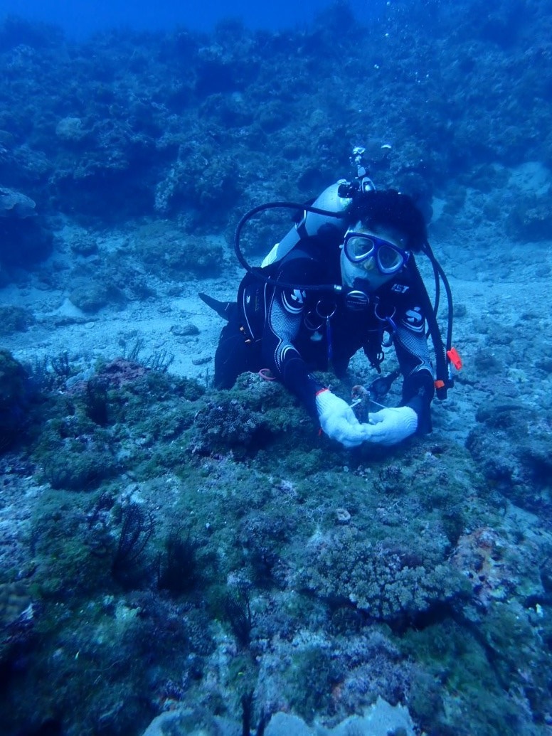 圖一、陳正平博士在小琉球珊瑚礁佈放自記式紀錄器，連續、長時間記錄海水溫度和鹽度的變化。圖中的亦可見陳博士周圍的珊瑚體佈滿許多海藻。