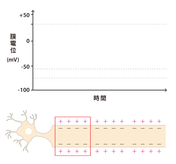 動作電位產生四階段：(1) 極化－神經細胞在休息狀態時膜內帶負電、膜外帶正電，靜止膜電位約 -70 mV。 (2) 去極化－細胞接受刺激或動作電位傳遞，細胞膜上的電位依賴性鈉離子通道部份開啟，鈉離子進入細胞內，膜電位上升。 (3) 膜電位上升超過閾值，引發大量鈉離子通道開啟，膜電位更正，達動作電位高峰。 (4) 再極化－鈉離子通道迅速關閉，鉀離子通道開啟、鉀離子離開細胞。 (5) 過極化－鉀離子通道延遲關閉，膜電位降至靜止膜電位以下。最後，鉀離子通道關閉，膜電位回復到極化狀態。（動畫來源：國研院動物中心）