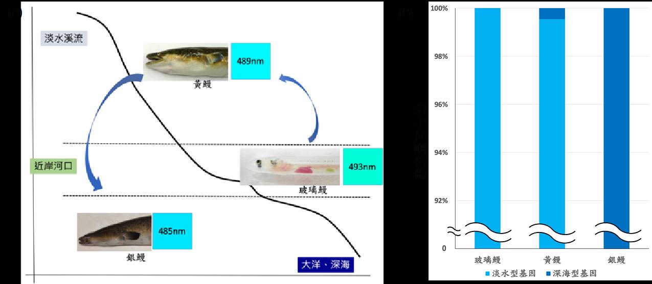(A)	鱸鰻生活史示意圖與各個生長階段的桿狀感光細胞最大吸收光波長 (B)	鱸鰻各個生長階段視覺基因表現量 圖片來源：海洋中心提供