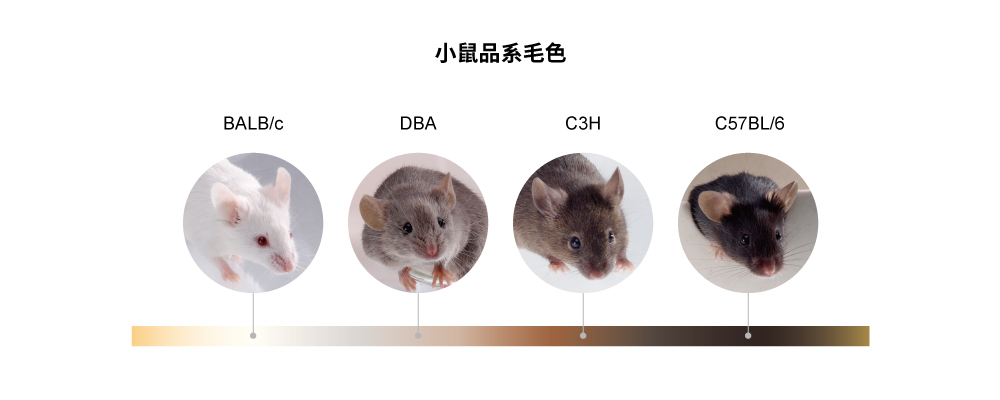 ▲	目前常見的實驗小鼠品系 BALB/c、D2、C3H、B6 等，各有不同毛色，所以實驗鼠其實並不等於「小白鼠」，牠們也有多變的毛色。（圖片/照片來源：國研院動物中心）