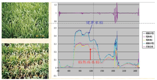 水稻的「植物指紋」(高光譜影像儀資料整合與演算－太空中心)