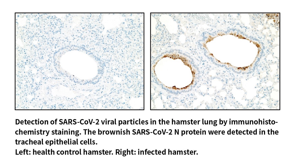 COVID-19倉鼠之肺臟組織病毒免疫染色